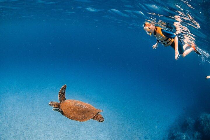 Mala Wharf Lahaina Schnorchel mit Schildkröten Kostenlose Fotos - Anfänger