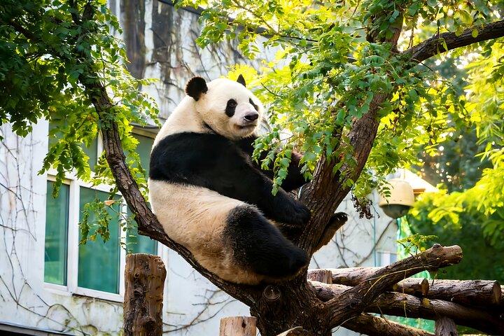 Chengdu endagsutflykt från Xiamen med flyg: Leshan Giant Buddha, Pandas och mer