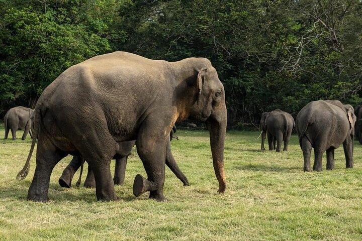 4-dages privat Sri Lanka Highlights Tour fra Colombo eller lufthavnen