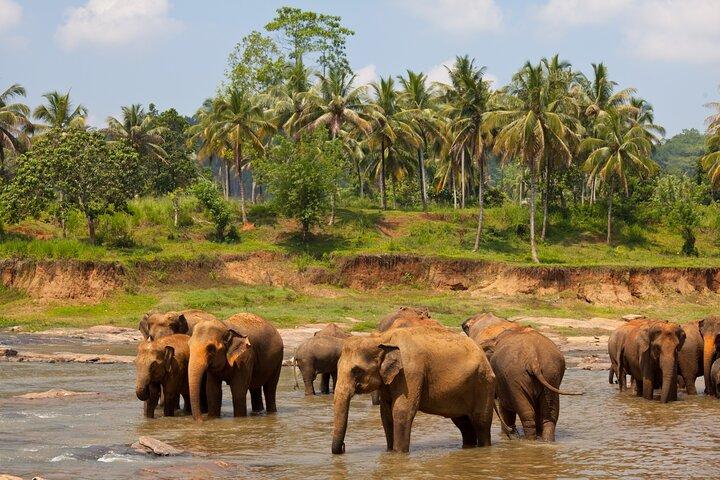 Excursion privée d'une journée à Kandy et Pinnawala au départ de Colombo