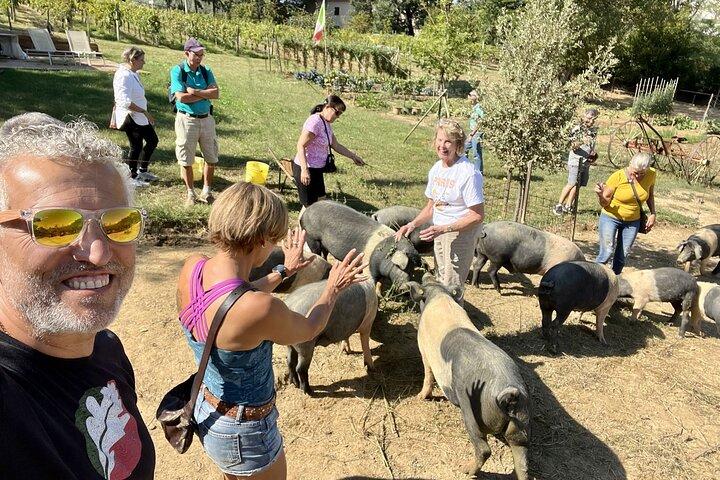 Bezoek aan de varkensboerderij van Montepulciano inclusief lunch.