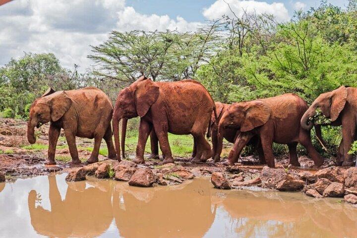 Nairobi Wildlife Experience : Elefanten, Giraffen & Safari Drive