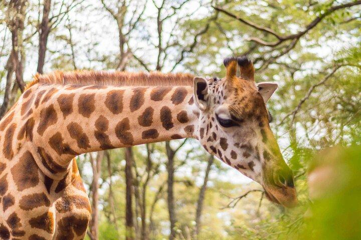 ナイロビ野生動物体験：ゾウ、キリン、サファリドライブ