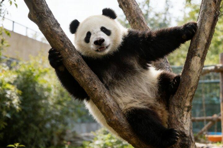 Private Day Tour to Chengdu from Beijing by Air: Leshan Giant Buddha and Pandas