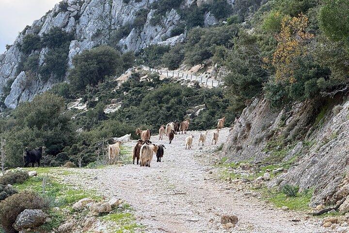 Kefalonia 4 × 4 Van Adventure Mount Ainos en Omala Valley Tour