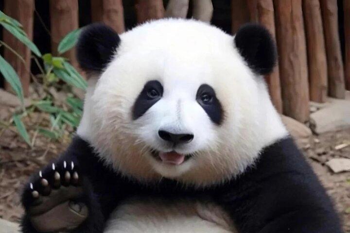 Visite de la base de pandas avec escale à Chengdu