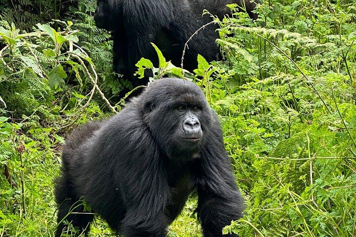 9 - Day Best Ruanda Safari Gorillas, Big Five, Nyungwe & Lake Kivu