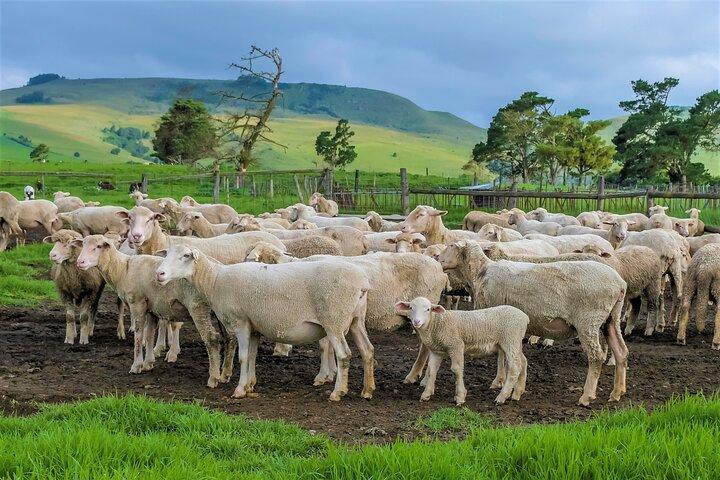 KZNミッドランズ蛇行地帯の職人と料理の旅