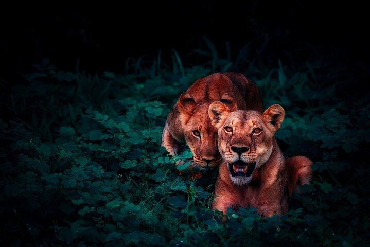 Rishikesh Jungle Safari Tour in Rajaji Tiger Reserve