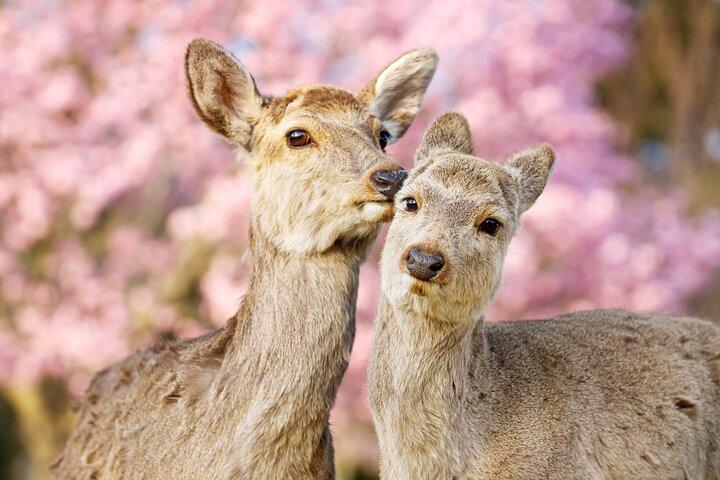 Partenza da Osaka & Kyoto: Classic Nara Park & Fushimi Inari Tour