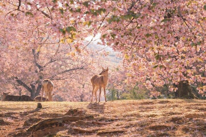 Partenza da Osaka & Kyoto: Classic Nara Park & Fushimi Inari Tour