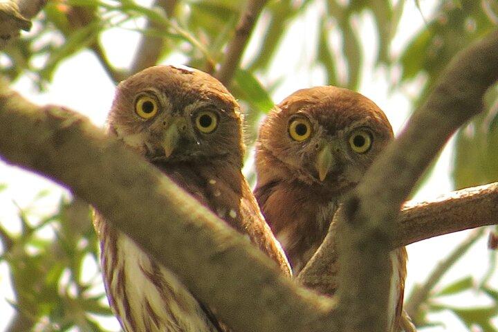 Nighthawk Birding Guided Tours em Antigua Guatemala