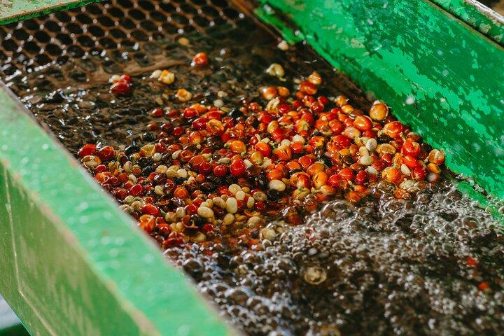 Chamarel’s Coffee Tour