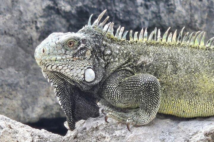 Tour de Ilha Privada em Curaçao Shete Boka, Beach Hop e Vista