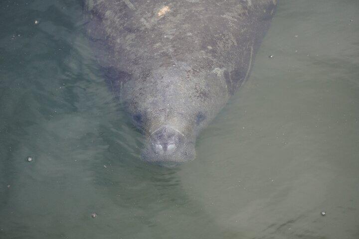 Manatee watching walking tour in Bradenton