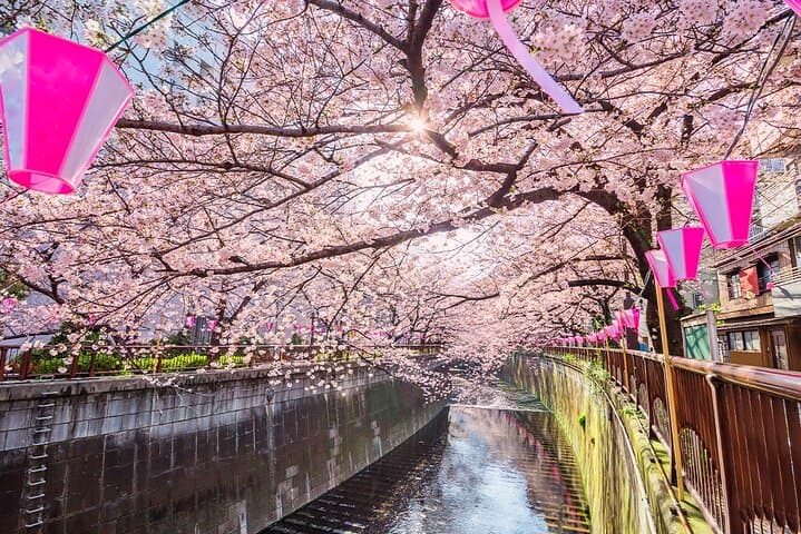 Tokyo Cherry Blossom Tour 5 Iconic Spots with Optional Lunch