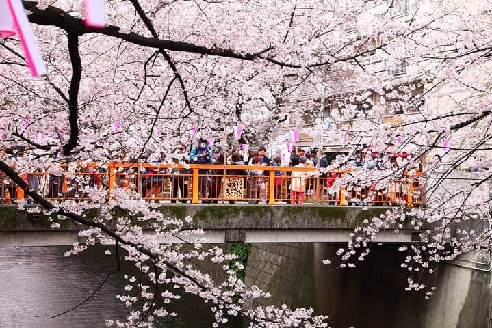 Tokyo Cherry Blossom Tour 5 Iconic Spots with Optional Lunch