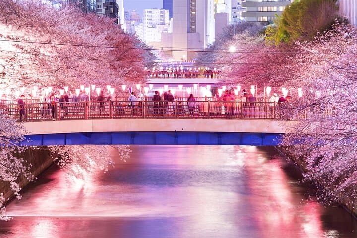 Tokyo Cherry Blossom Tour 5 Iconic Spots with Optional Lunch
