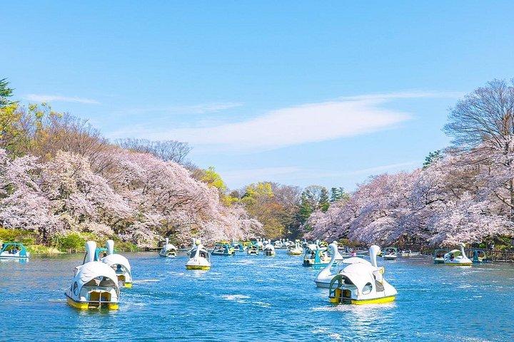 東京桜めぐり5選（ランチ付き）