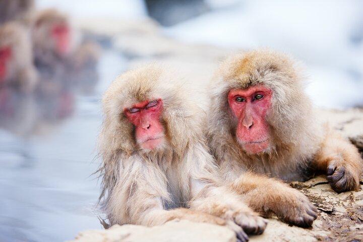 Excursão de um dia em Nagano Togakushi Shrine and Jigokudani Monkey Park