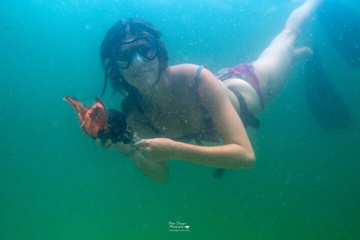 Svøm med delfiner og Shell Island snorkling eventyr