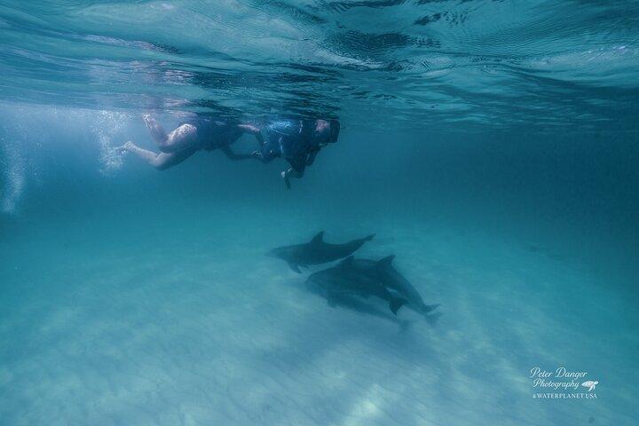 Svøm med delfiner og Shell Island snorkling eventyr
