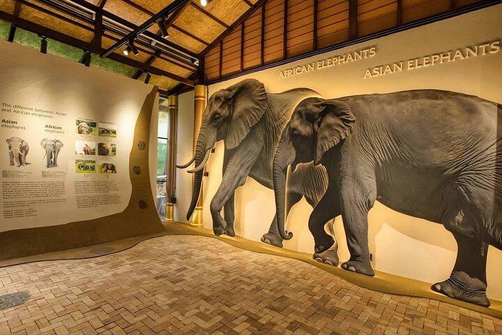 Samui : Elephant Jungle experience & The First Elephant Museum