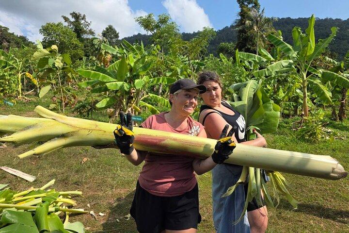 Samui : Elephant Jungle experience & The First Elephant Museum