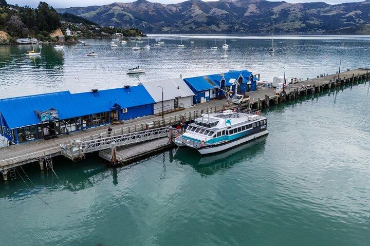 Croisière nature dans le port d'Akaroa