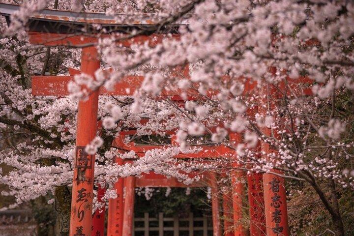 Kyoto Sakura Barco & passeio de carro sazonal