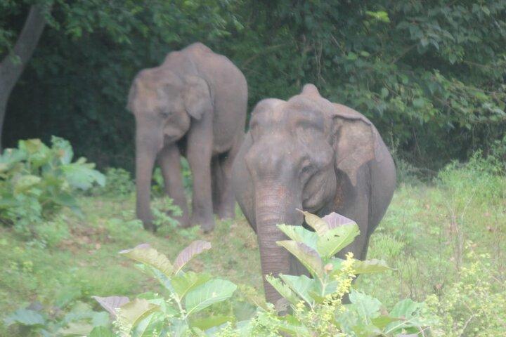 Privat Transfer from Ella to Miriss with Udawalawa safari