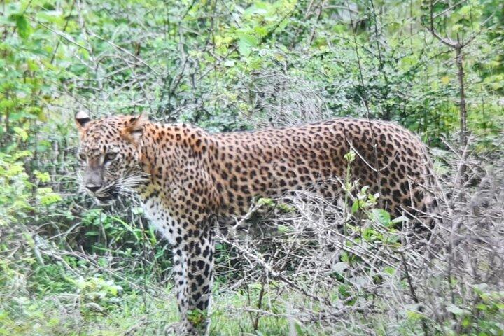 Privat Transfer from Ella to Miriss with Udawalawa safari