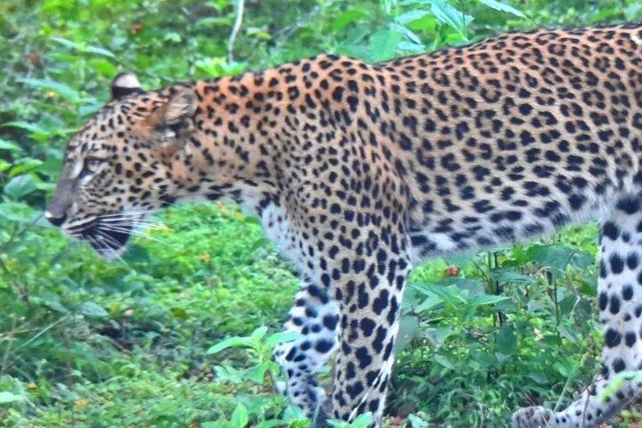 Privat Transfer from Ella to Miriss with Udawalawa safari