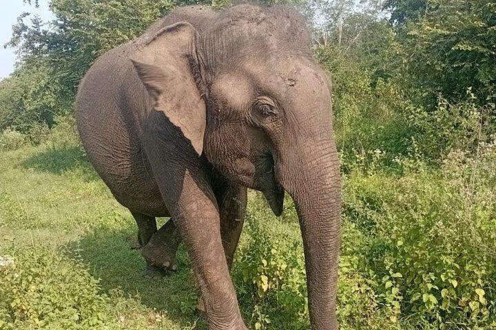 Transfert privé de Ella à Mirissa avec safari Udawalawe