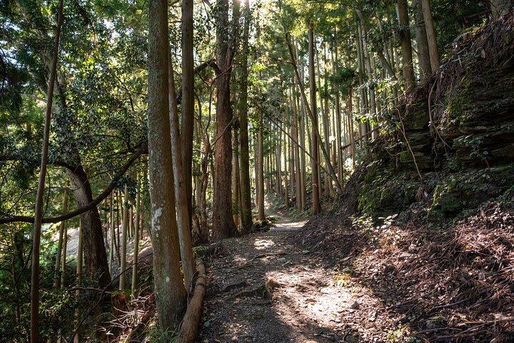 Tour a piedi di Yoshino Cherry Blossom con visita al tempio