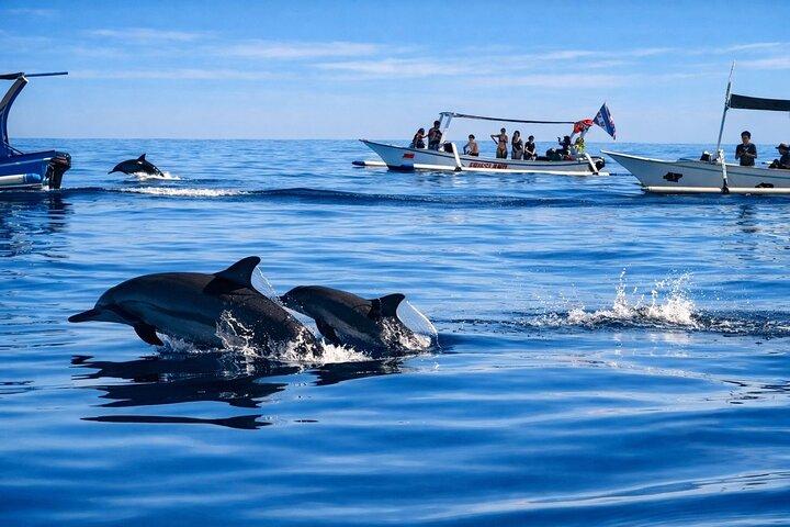 Lovina Dolphin Tour, Swimming with Dolphin and Snorkeling