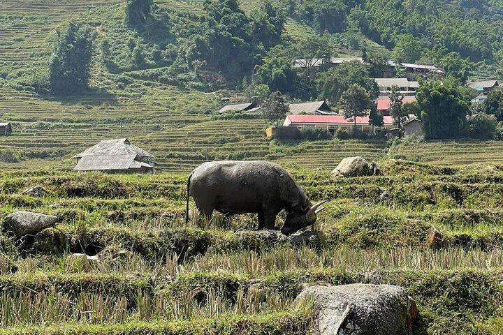 Hidden Sapa: Naturskön vandring över risterrasser och lokala byar