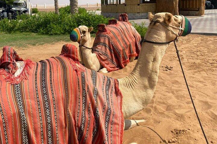 "Vip Desert Safari Dubai With Quad bike BBQ Dinner live shows"