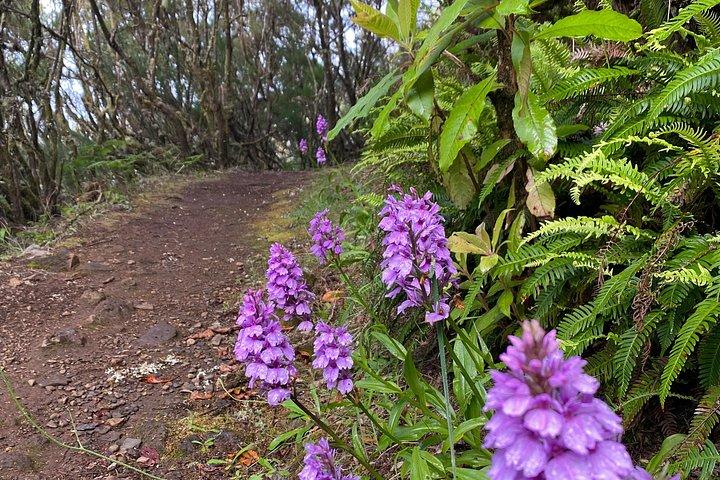 Levada do Rei - private afternoon walk