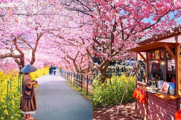 Tokyo Kawazu Cherry Blossom, Picking de morangos e Onsen Trip