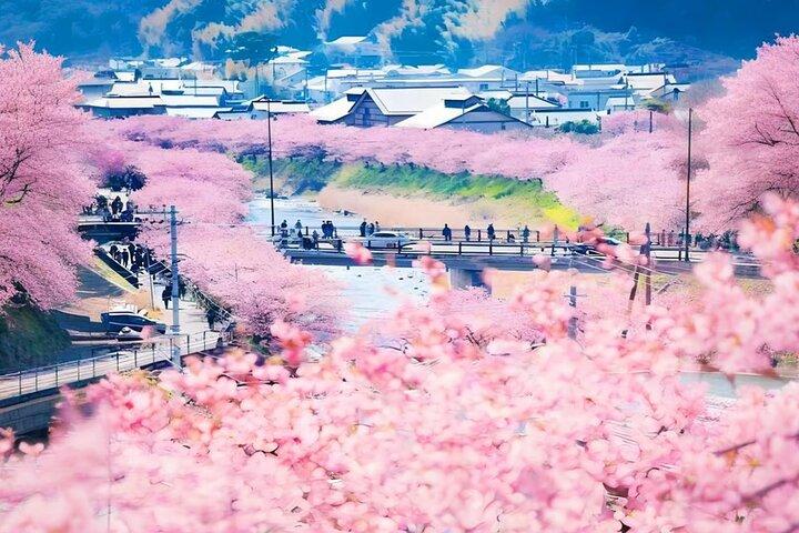 Tokyo Kawazu Cherry Blossom, Picking de morangos e Onsen Trip