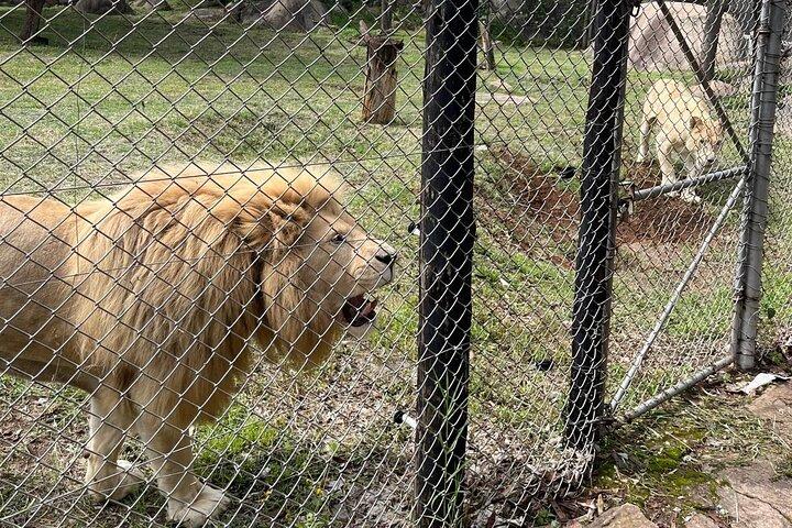 Tour Privado de Vida Silvestre Harare : Lion Park, Bird park & Snake Park