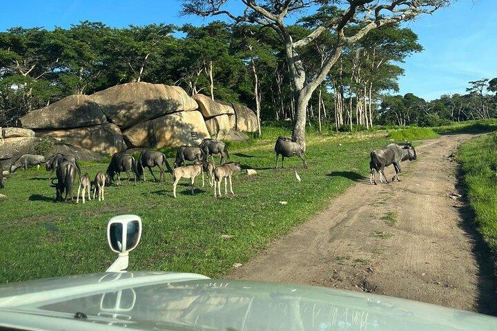 Tour Privado de Vida Silvestre Harare : Lion Park, Bird park & Snake Park