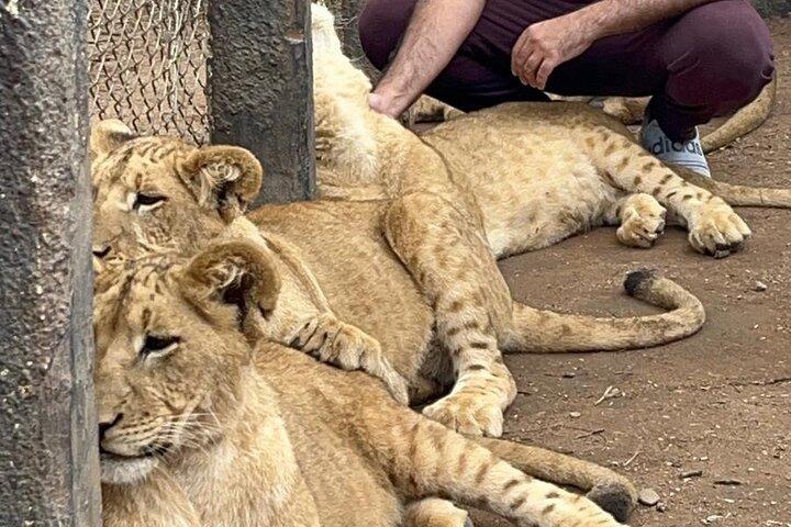 Tour Privado de Vida Silvestre Harare : Lion Park, Bird park & Snake Park