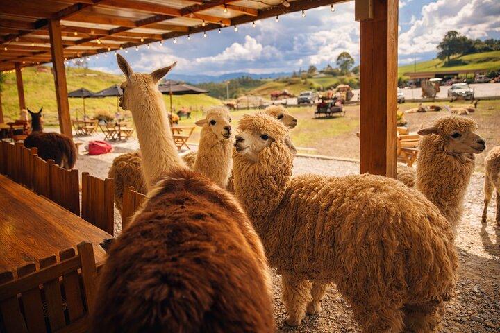 Private Tour to Guatapé and The Rock of El Peñol from Medellín!