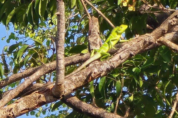 Wildnissafari mit Susa udawalawe