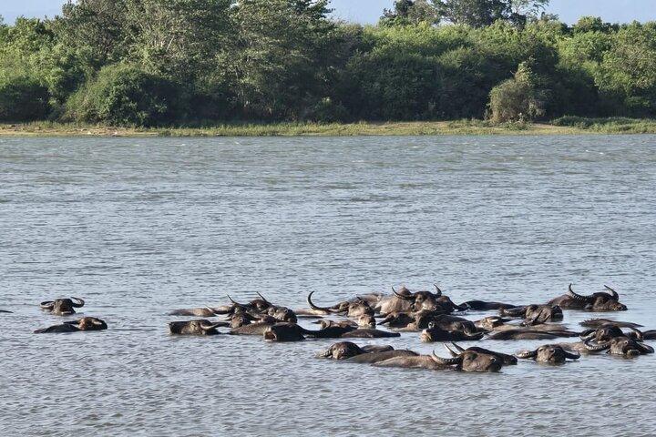 Wildnissafari mit Susa udawalawe