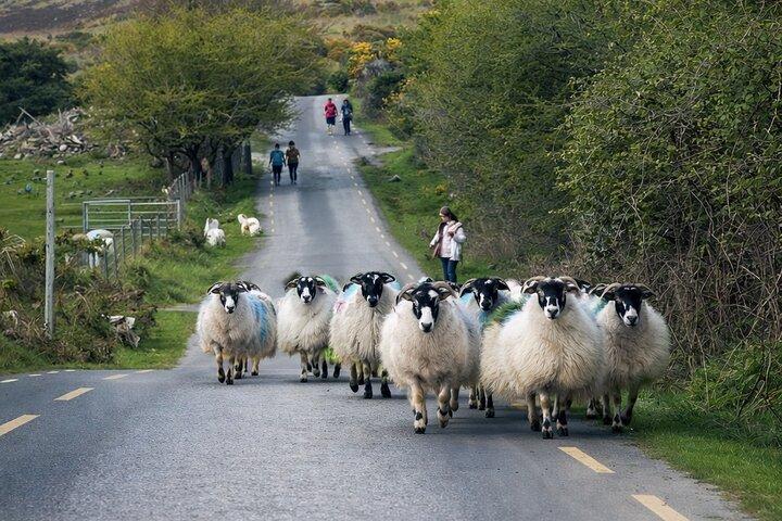 Visite privée de l'anneau du Kerry avec Skellig Ring & Kerry Cliffs
