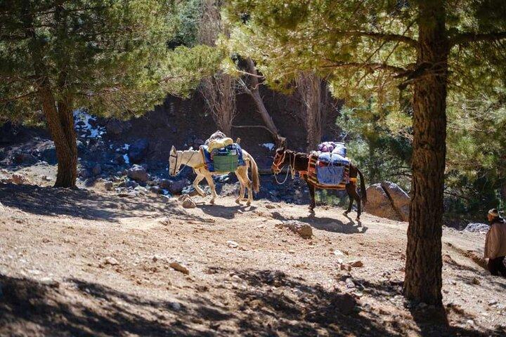 Marrakech : Atlas Mountains Talamrout Summit Day Trek 2700M （マラケシュ）