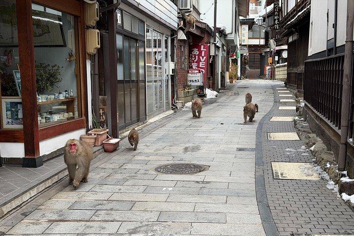 グリーンシーズンスノーモンキーズ：赤ちゃんモンキーズ＆絶景の森散策